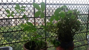 plants1