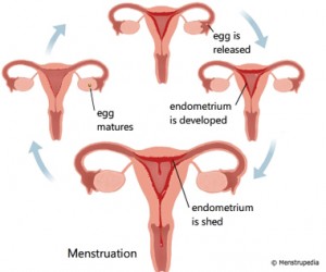 physiology-menstruation